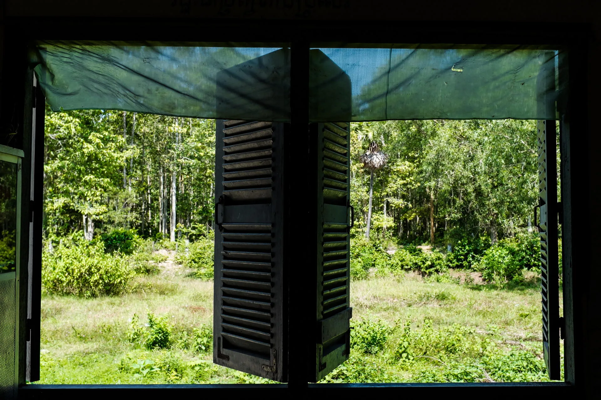 View of the forest-edge from the windows of the primary school.