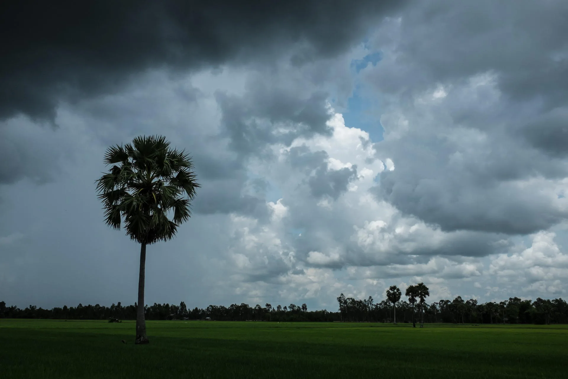 Palm trees and rice crops.
