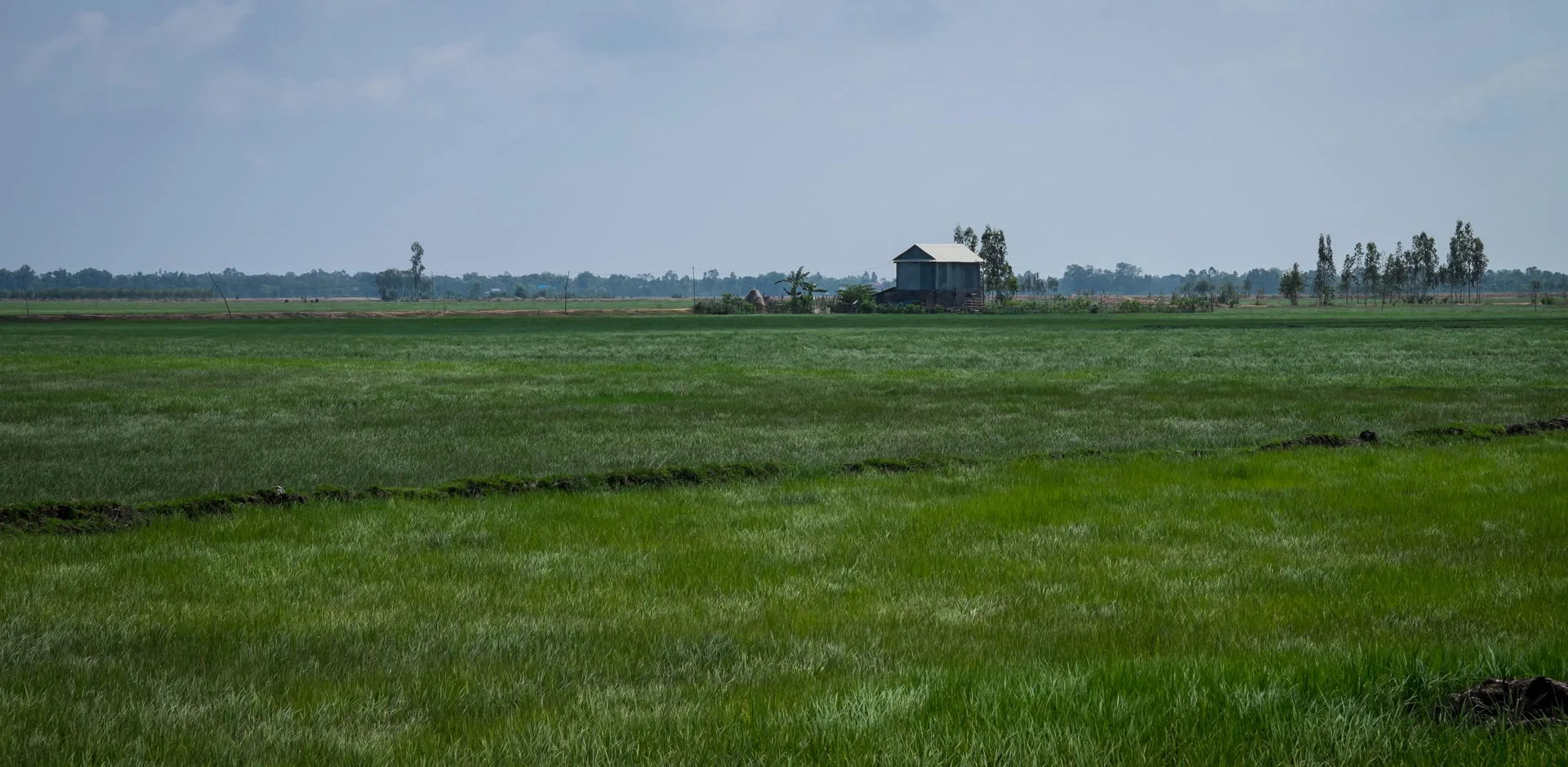 A farmer's house in the middle of the rice-fields.