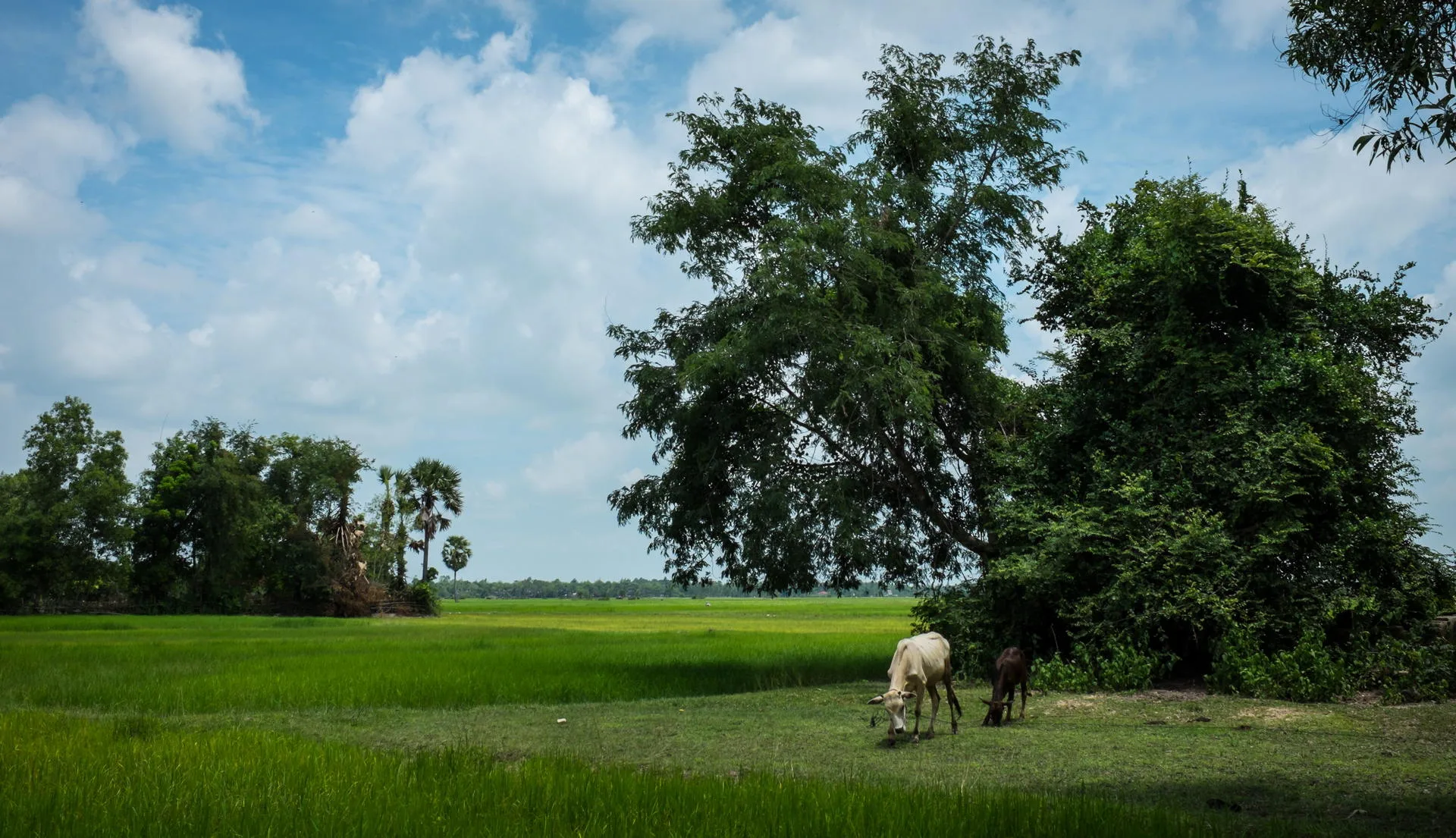 Along the roadside.