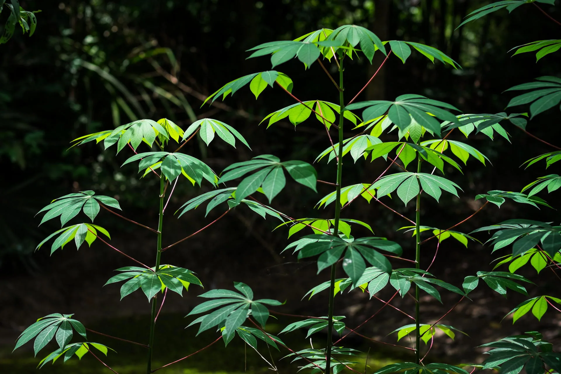 The fringes of the forest.